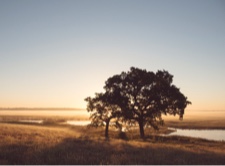 Elmley Nature Reserve